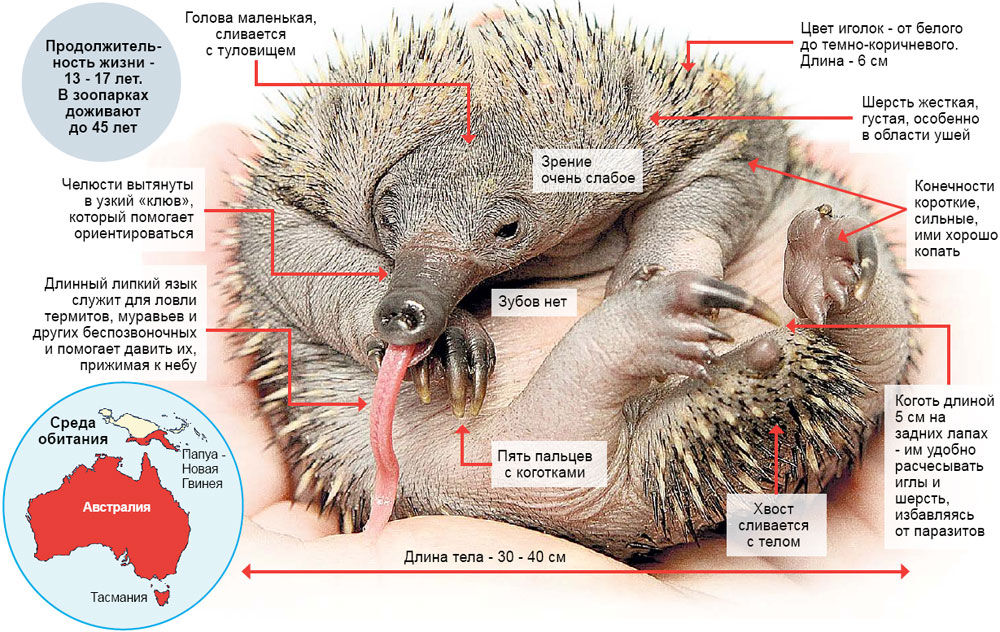 Длина тела ежа. Строение ехидны. Внутреннее строение ехидны. Ехидна строение. Утконос строение органов.