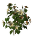 Цветы в PNG