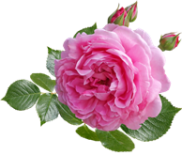 rose-4316155_960_720 (182x155, 52Kb)