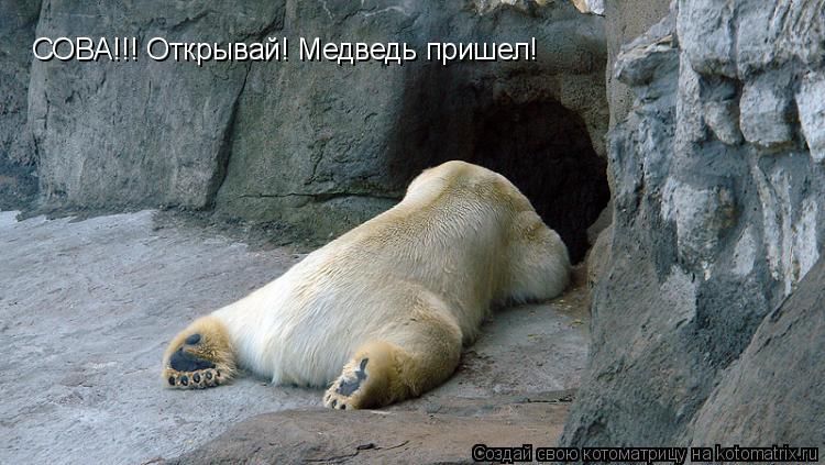 Котоматрица: СОВА!!! Открывай! Медведь пришел!